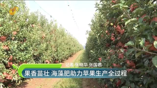 果香苗壯 海藻肥助力蘋果生產(chǎn)全過程