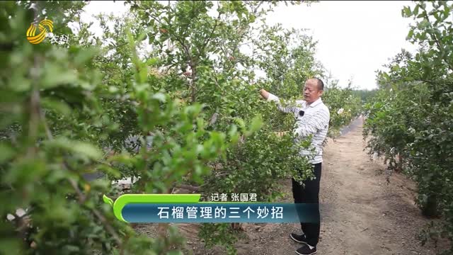 石榴管理的三個妙招