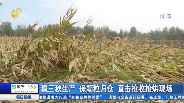 稳三秋生产 保颗粒归仓 直击抢收抢烘现场