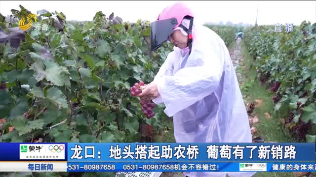 龙口：地头搭起助农桥 葡萄有了新销路