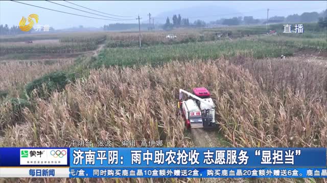济南平阴：雨中助农抢收 志愿服务“显担当”