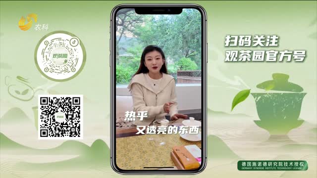 【观茶园】漳平水仙｜原来治愈潮湿 需要一块有穿透力的茶砖