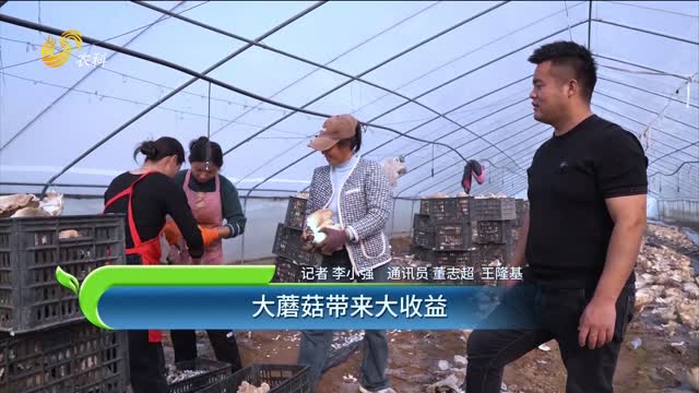 大蘑菇帶來大收益