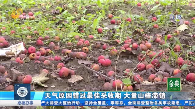 公益助農(nóng)！山楂豐收急尋銷路