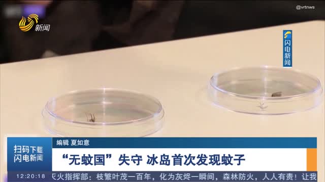 “無蚊國”失守 冰島首次發(fā)現(xiàn)蚊子