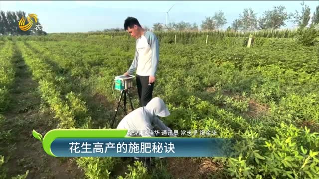 花生增產的施肥秘訣