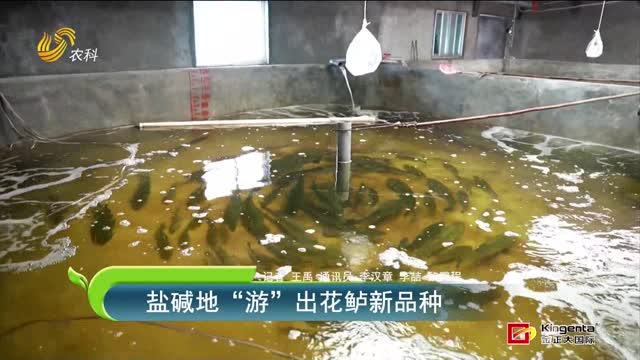 鹽堿地“游”出花鱸新品種