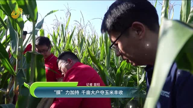 “膜”力加持 千畝大戶奪玉米豐收