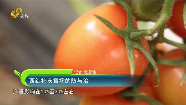 西紅柿灰霉病的防與治