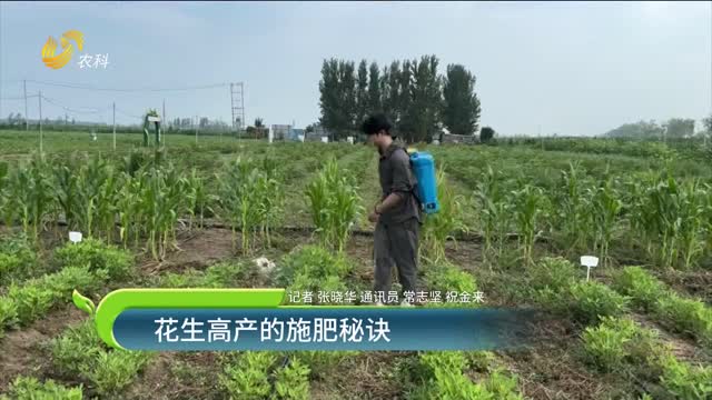 花生增產的施肥秘訣