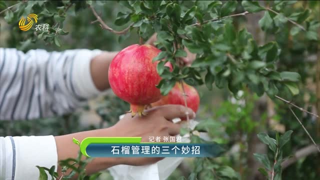 石榴管理的三個妙招