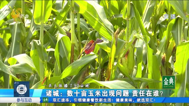 诸城：数十亩玉米出现问题 责任在谁？