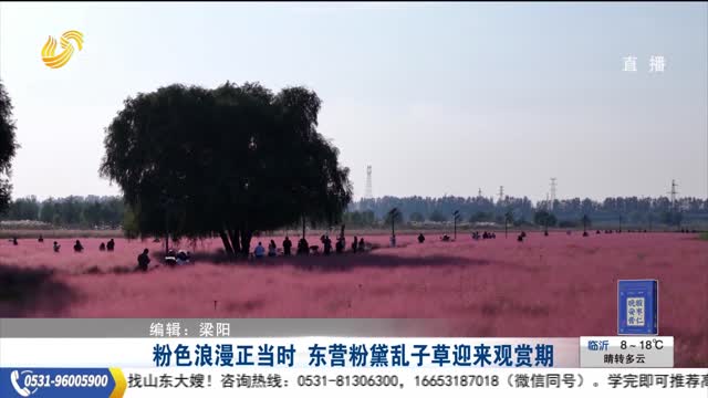 粉色浪漫正当时 东营粉黛乱子草迎来观赏期