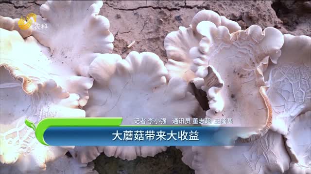 大蘑菇带来大收益