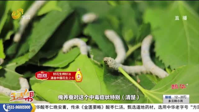 【帮办出马】60亩蚕死亡 蚕农：附近无人机飞防导致