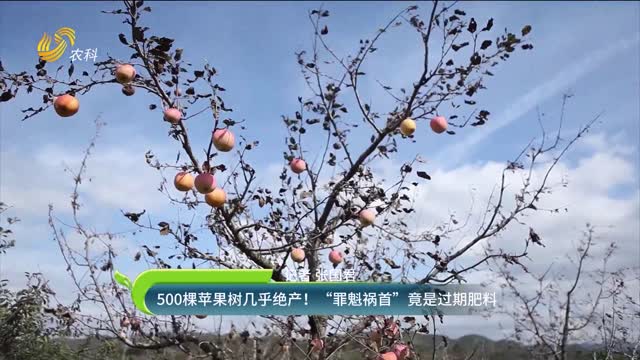 500棵苹果树几乎绝产！“罪魁祸首”竟是问题肥料