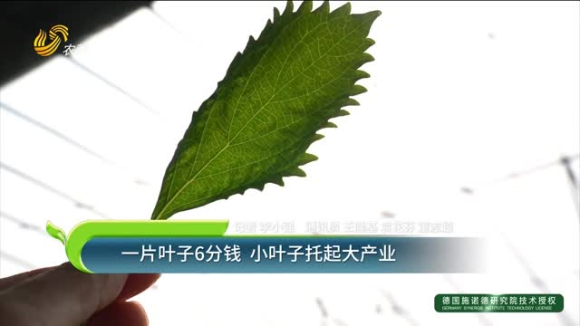一片叶子6分钱 小叶子托起大产业