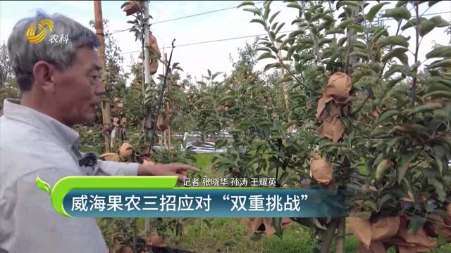 威海果农“三招”应对“双重挑战”