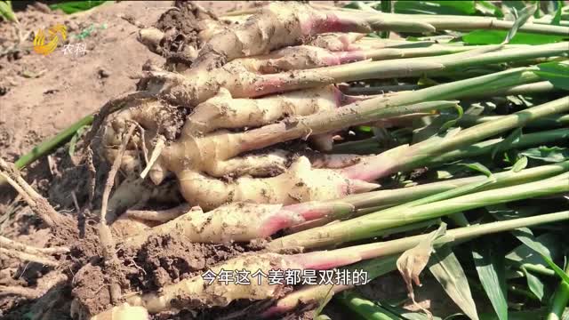 长势壮如虎 姜瘟镇得住 姜农乐得直竖大拇指