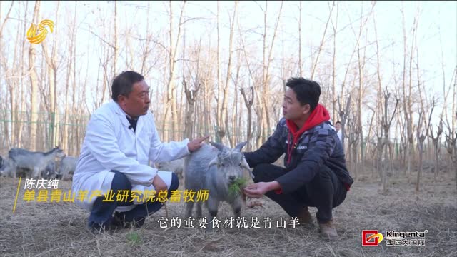 好品溯源：“中华第一汤” 单县羊肉汤