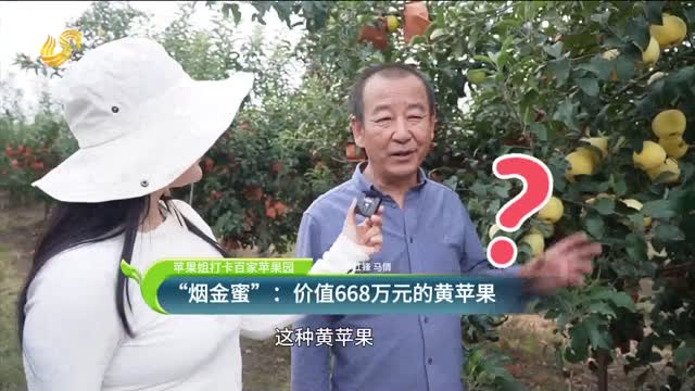 【蘋果姐打卡百家蘋果園】“煙金蜜”：價值668萬元的黃蘋果