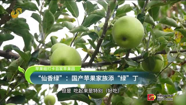 【苹果姐打卡百家苹果园】“仙香绿”：国产苹果家族添“绿”丁