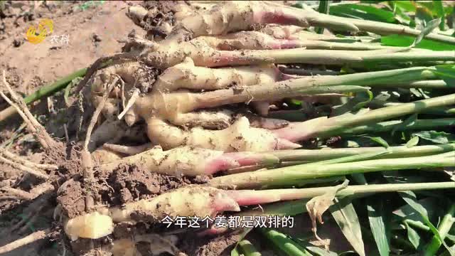 长势壮如虎 姜瘟镇得住 姜农乐得直竖大拇指