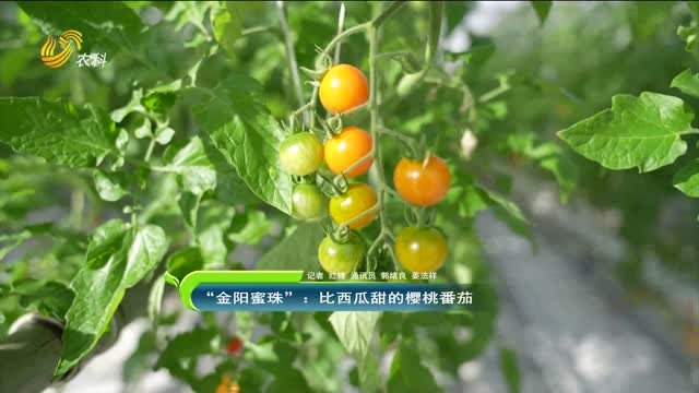 “金阳蜜珠”：比西瓜甜的樱桃番茄