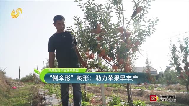 【苹果姐打卡百家苹果园】“倒伞形”树形：助力苹果早丰产