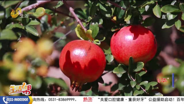 【聚焦人大】立法护航石榴产业 打造特色农业新标杆