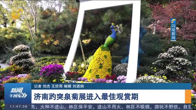 济南趵突泉菊展进入最佳观赏期