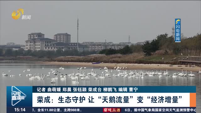 【岱青海蓝风光好 候鸟如约入画来】荣成：生态守护 让“天鹅流量”变“经济增量”