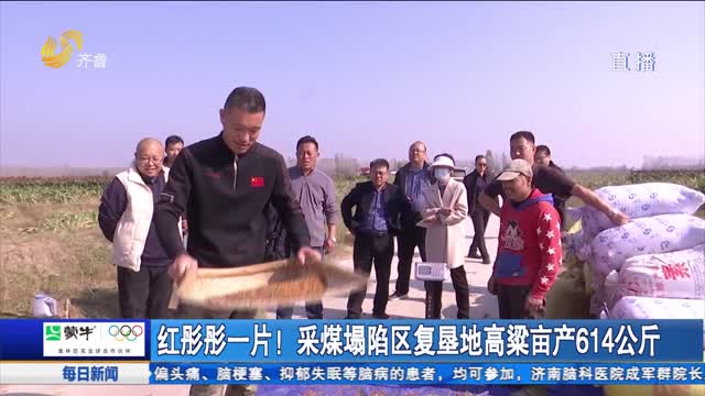 红彤彤一片！采煤塌陷区复垦地高粱亩产614公斤