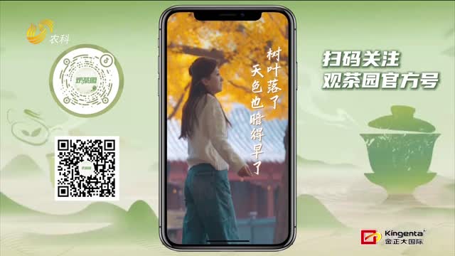 【观茶园】立冬“补冬” 用一杯热茶完成