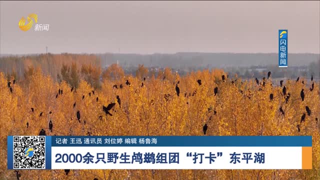 2000余只野生鸬鹚组团“打卡”东平湖