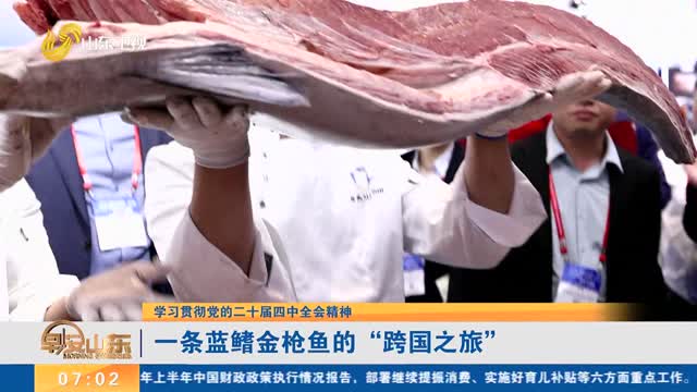 【学习贯彻党的二十届四中全会精神】一条蓝鳍金枪鱼的“跨国之旅”