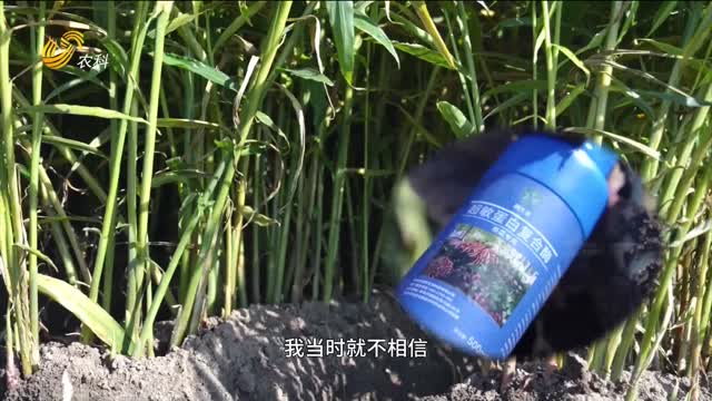 超敏蛋白復合酶 提產減殘助增收