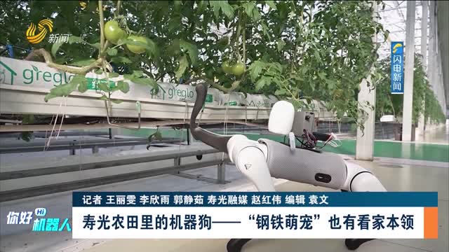 【你好 机器人·闪电连线】寿光农田里的机器狗——“钢铁萌宠”也有看家本领