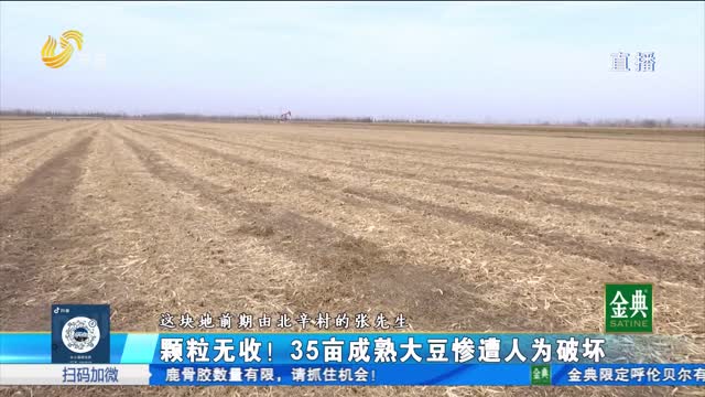 現(xiàn)場調(diào)查：35畝大豆遭破壞 種植戶：幾乎顆粒無收