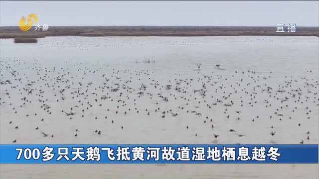 700多只天鵝飛抵黃河故道濕地棲息越冬