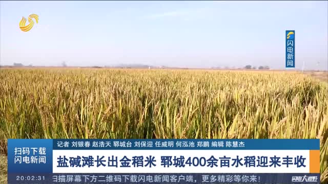 鹽堿灘長出金稻米 鄆城400余畝水稻迎來豐收