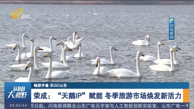 【暢游齊魯 樂GO山東】榮成：“天鵝IP”賦能 冬季旅游市場煥發(fā)新活力