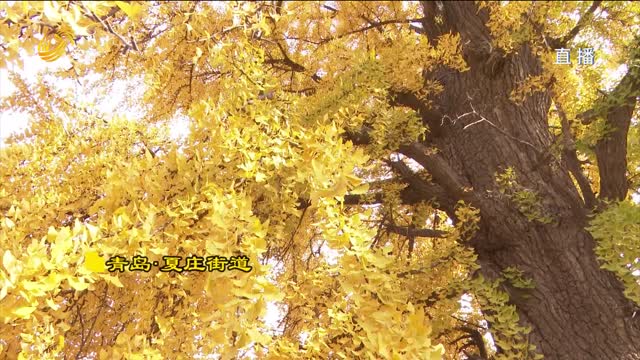 大美齐鲁：青岛千年银杏正金黄 限定美景引游客打卡