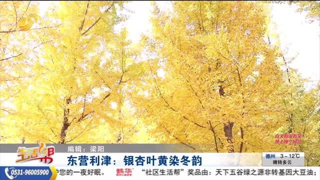 東營利津：銀杏葉黃染冬韻