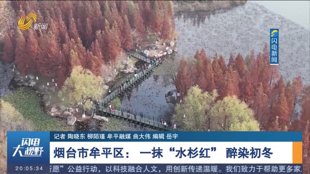 【暢游齊魯 樂GO山東】煙臺市牟平區： 一抹“水杉紅” 醉染初冬