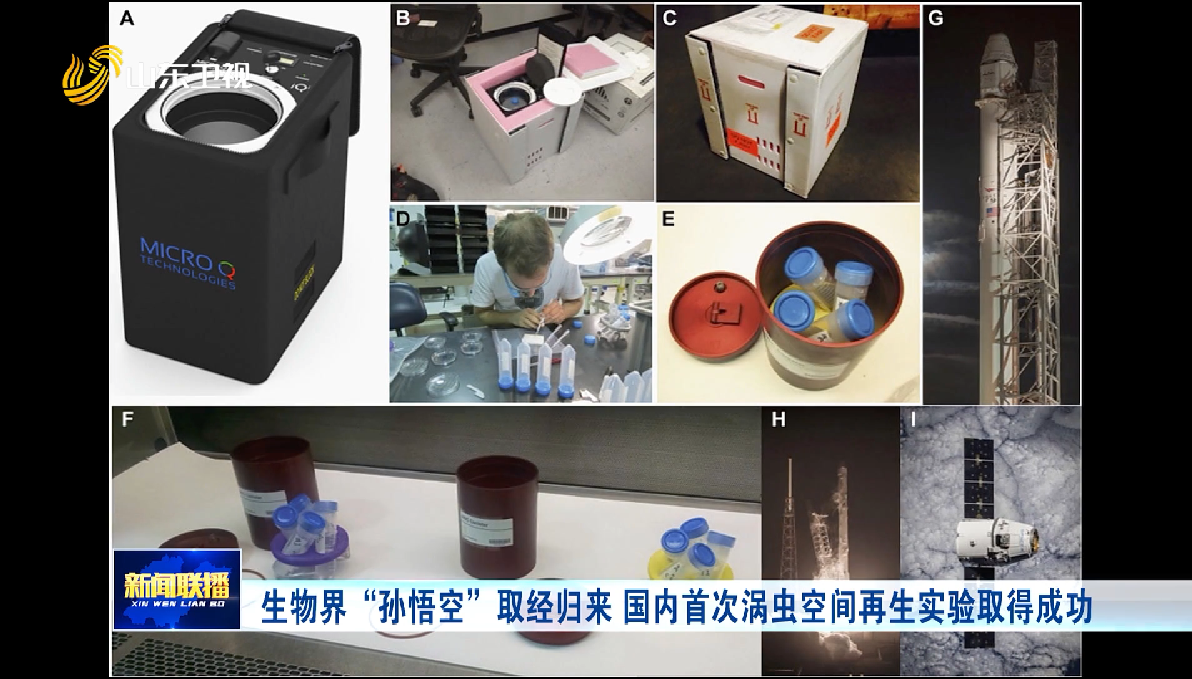 生物界“孫悟空”取經歸來 國內首次渦蟲空間再生實驗取得成功