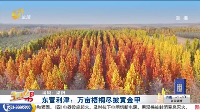 东营利津：万亩梧桐尽披黄金甲