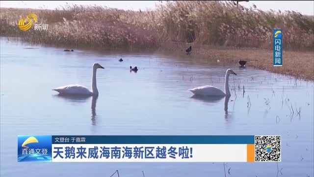 天鹅来威海南海新区越冬啦！