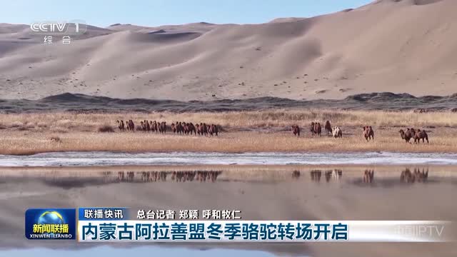 【联播快讯】内蒙古阿拉善盟冬季骆驼转场开启
