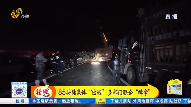 85頭豬集體“出逃”多部門聯(lián)合“緝拿”